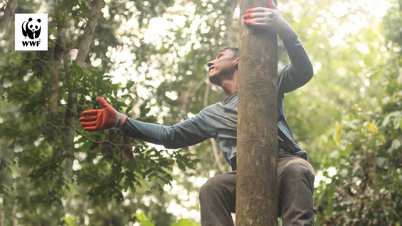 El origen del ASAÍ en la Reserva Manuripi / Pando, Bolivia (WWF Bolivia)