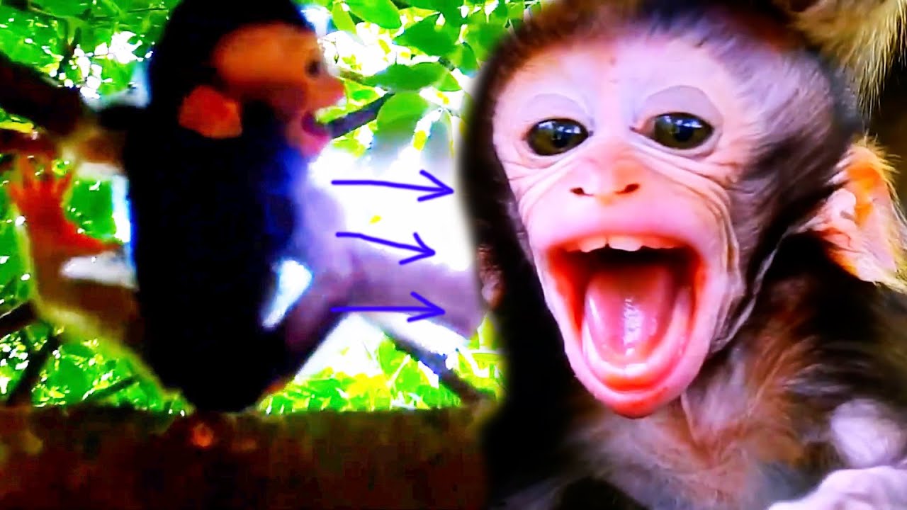 Heartbreaking Moment! Baby Monkey Kidnapped by Wild Juveniles – No Food for Hours Emotional Rescue!