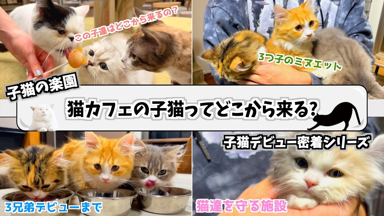 【密着】猫カフェデビュー前の子猫たちが暮らす部屋初公開