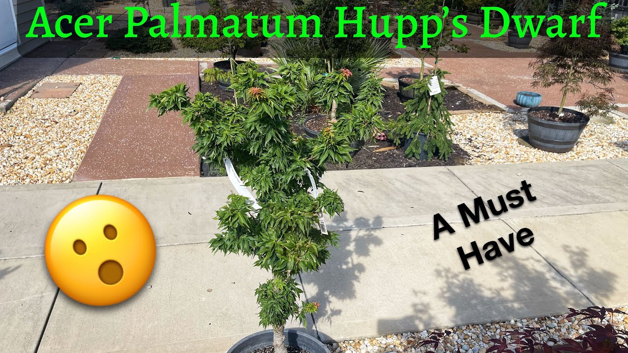 Acer Palmatum (карликовый японский клен Хаппа)