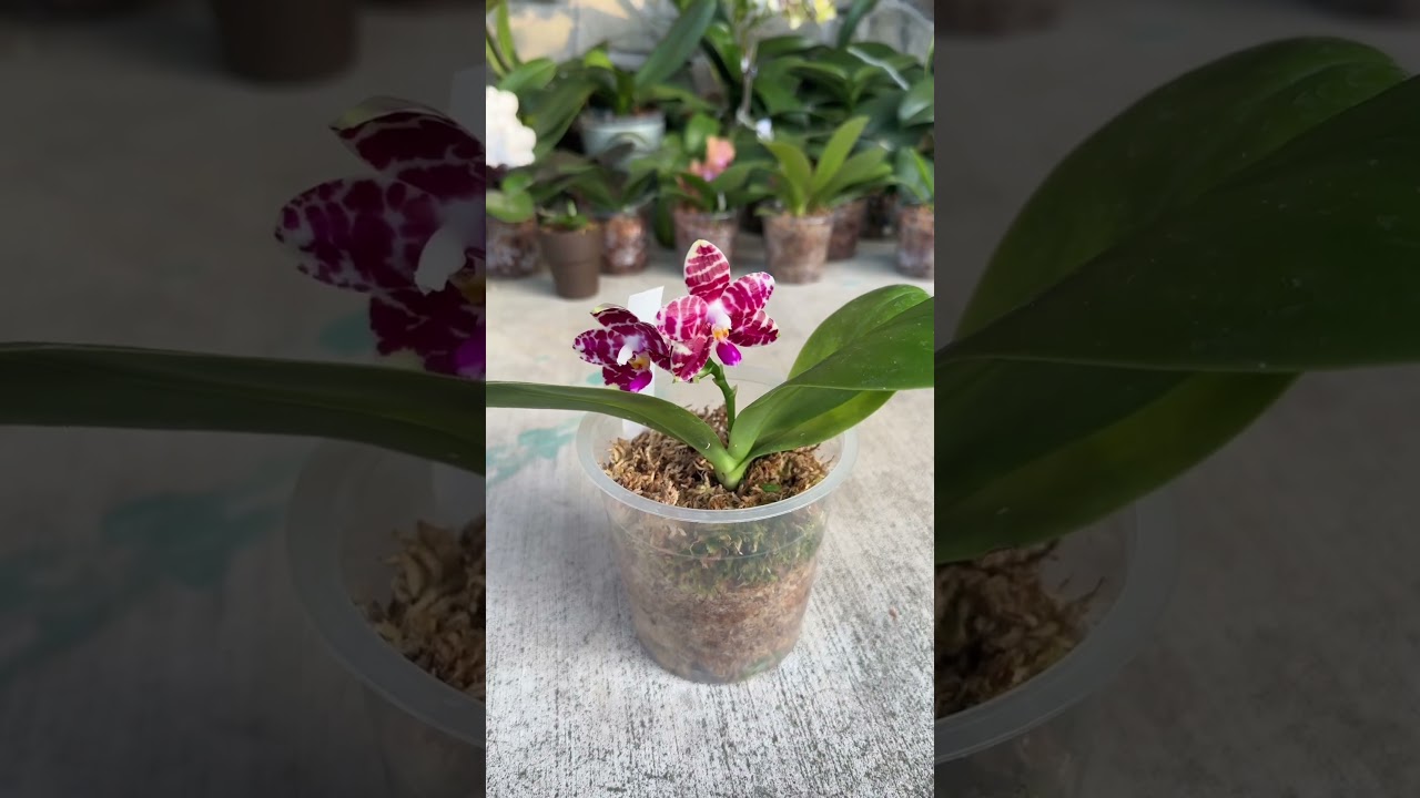 Phalaenopsis VS. Polychilos!!! What&rsquo;s the difference?!