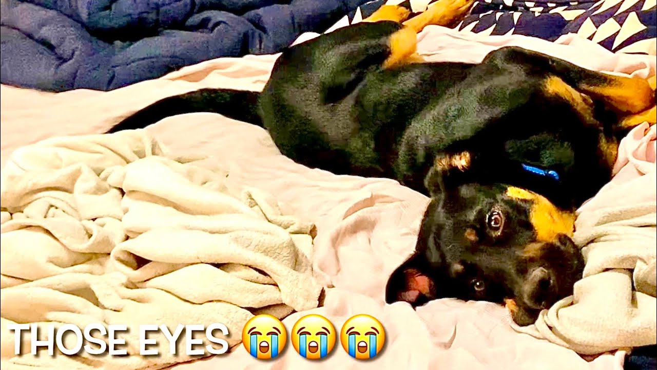 Daily Routine of Rescue Dog Koa (Lab/Rottie Mix): Ups & Downs of Foster Journey