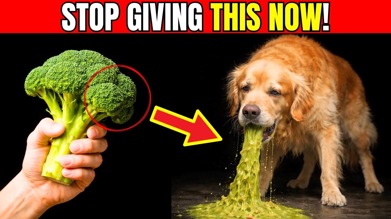 THE 7 “HEALTHY” Foods That SHORTEN Your DOG’S Life!