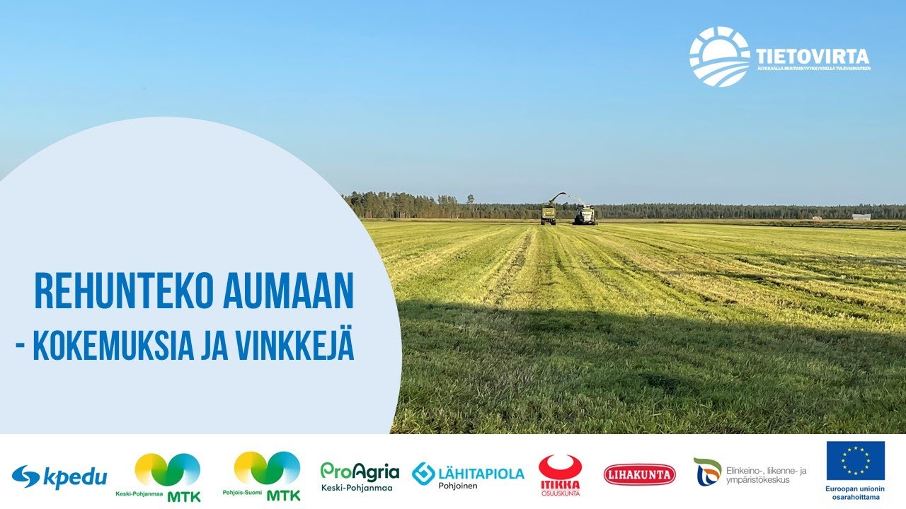 Rehunteko aumaan - kokemuksia ja vinkkejä