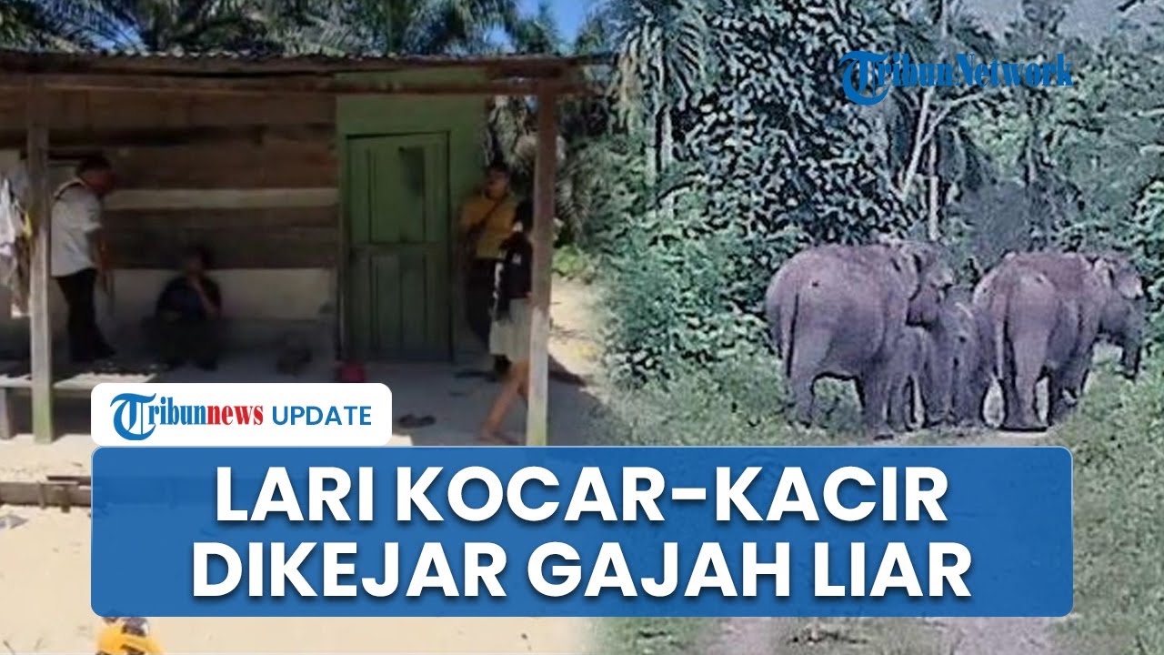 Gajah Liar Kepung Warga di Pekanbaru, Satu Keluarga Lari Kocar-kacir Selamatkan Diri dari Rumah