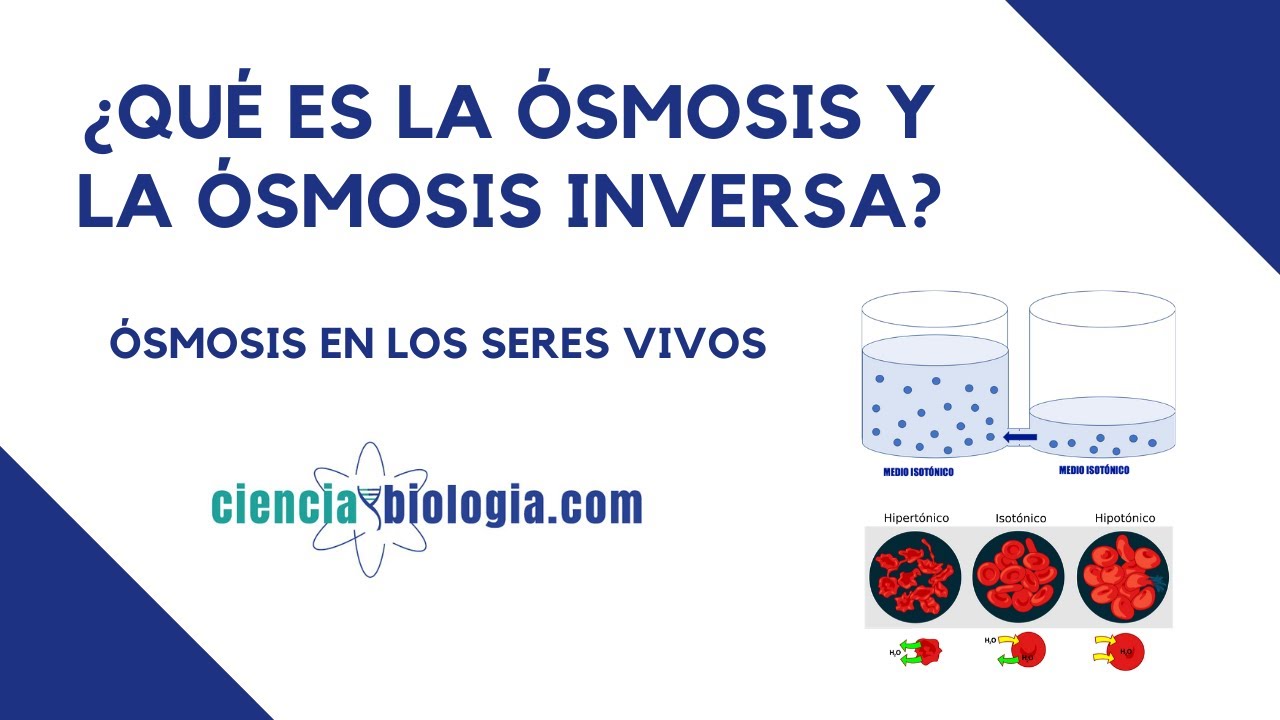 ¿Qué es la ÓSMOSIS y la ósmosis inversa? ✅¿Cómo funciona la ósmosis en biología?