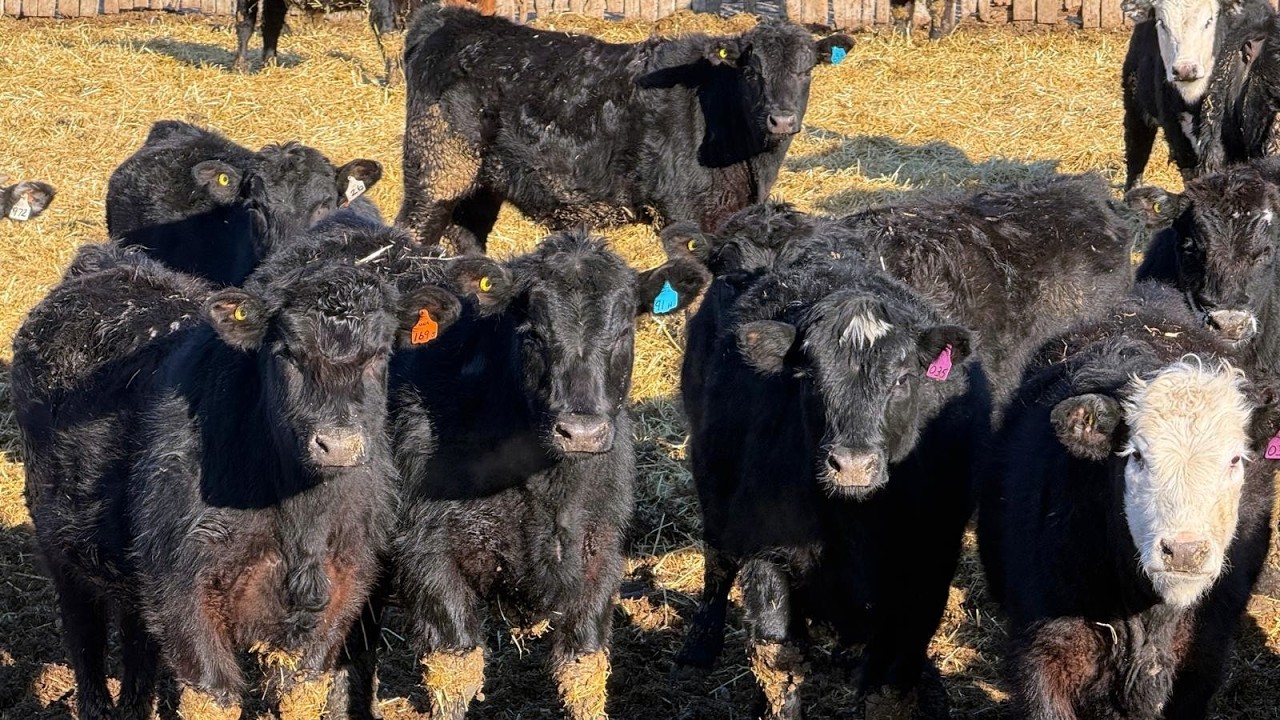Doerksen Farms - 790# February Delivery Steers - 78 Head (Gem, AB)