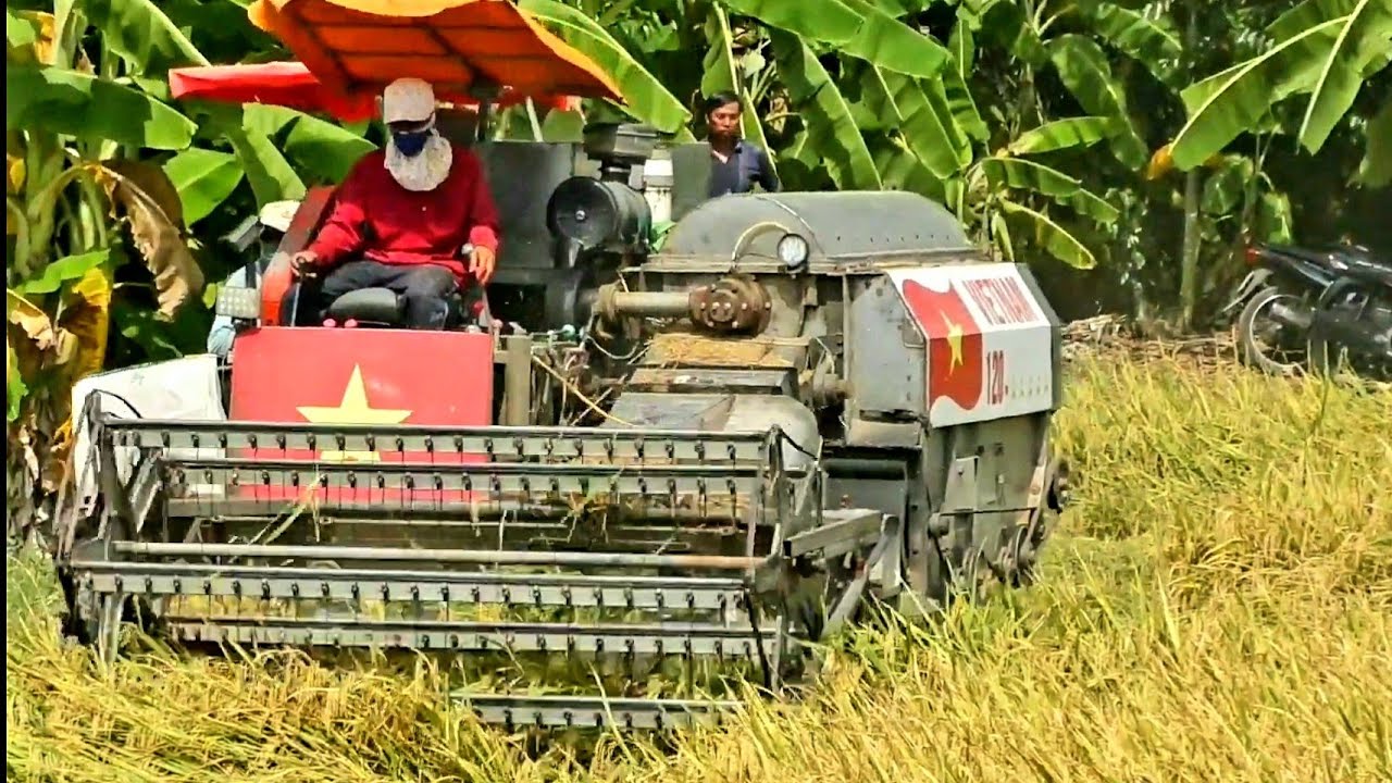 May gat lua việt nam tự chế yanmar 120hp ben sườn vượt lầy 1014 - may gat lua