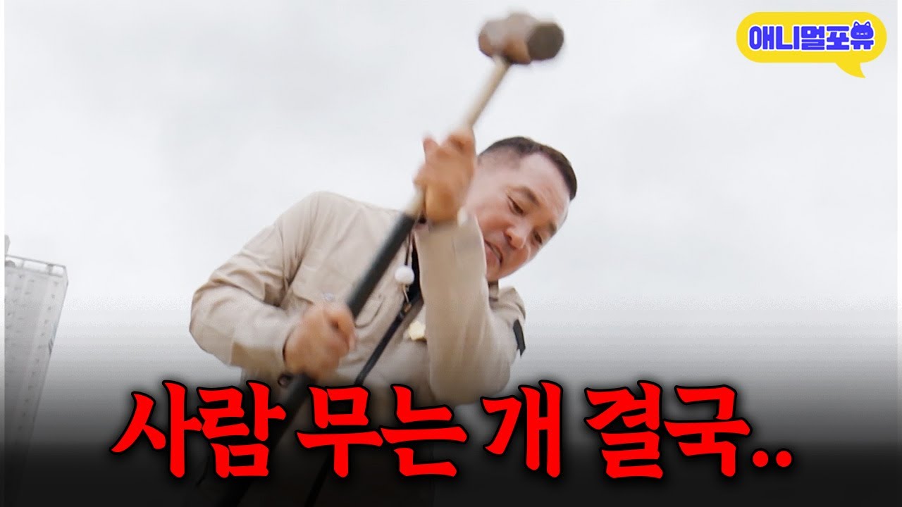 사람만 골라서 무는 공포의 말라뮤트, 이웅종 훈련사 결국.. I KBS 개는 훌륭하다 개훌륭사관학교 251106 방송