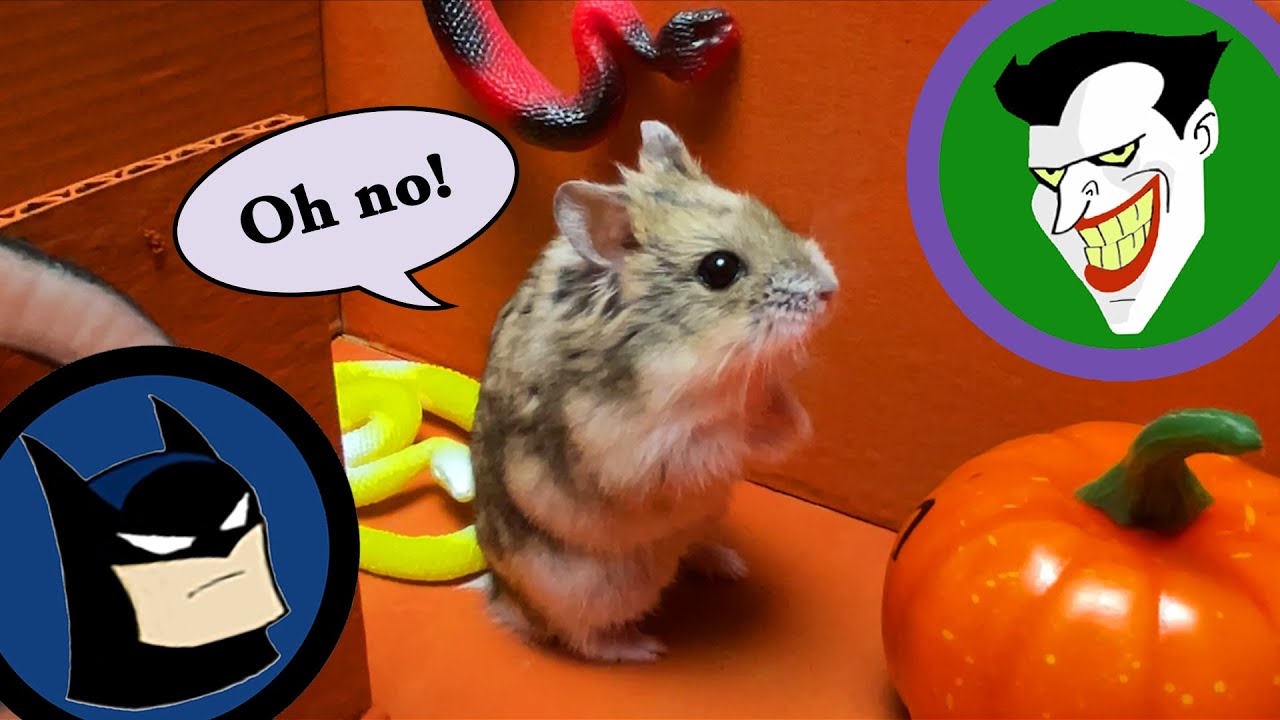 Epic Batman Hamster Maze! 5-level superhero escape! Funny pet with real life baby voice! DIY stories