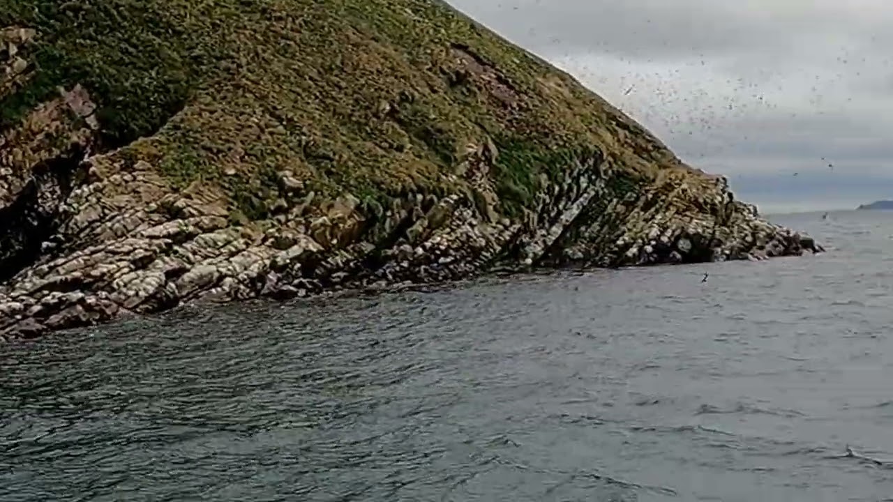 Whale & Puffin Watching Tour - Raw