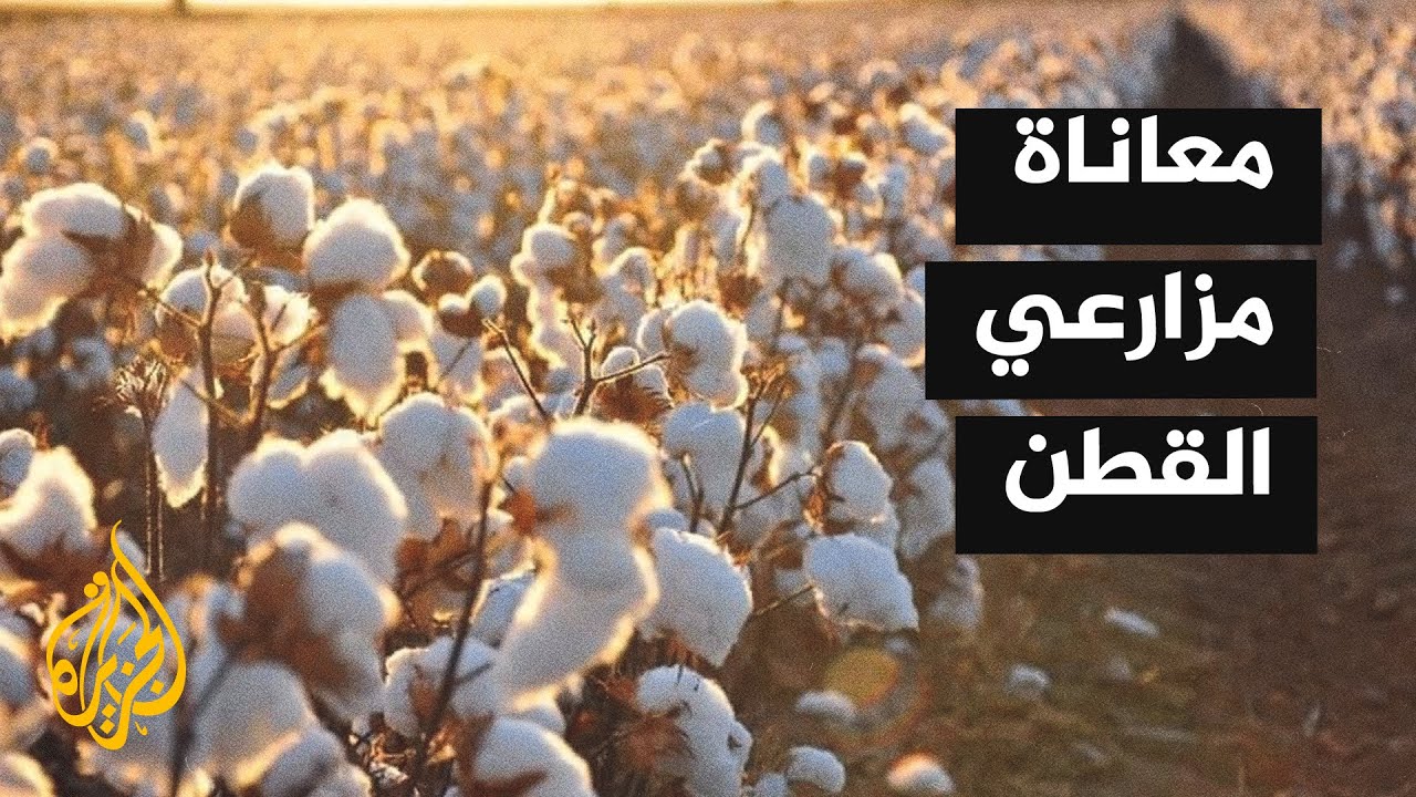 زراعة القطن في سوريا مهددة بالاندثار مع تراجع الإنتاج إلى 15 ألف طن
