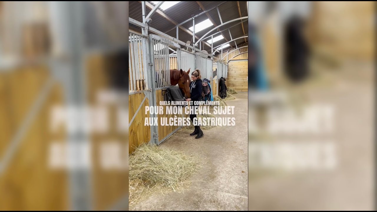 Quels ALIMENTS et COMPLÉMENTS adaptés pour un cheval sujet aux ulcères gastriques ? 👉