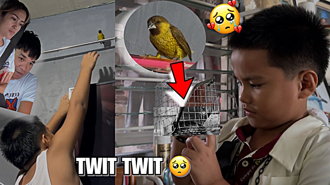 FLY HIGH TWIT TWIT (NEW PET NI CROW)