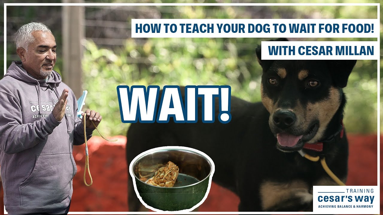 TEACH YOUR DOG TO WAIT FOR FOOD! | DOG TIPS #2