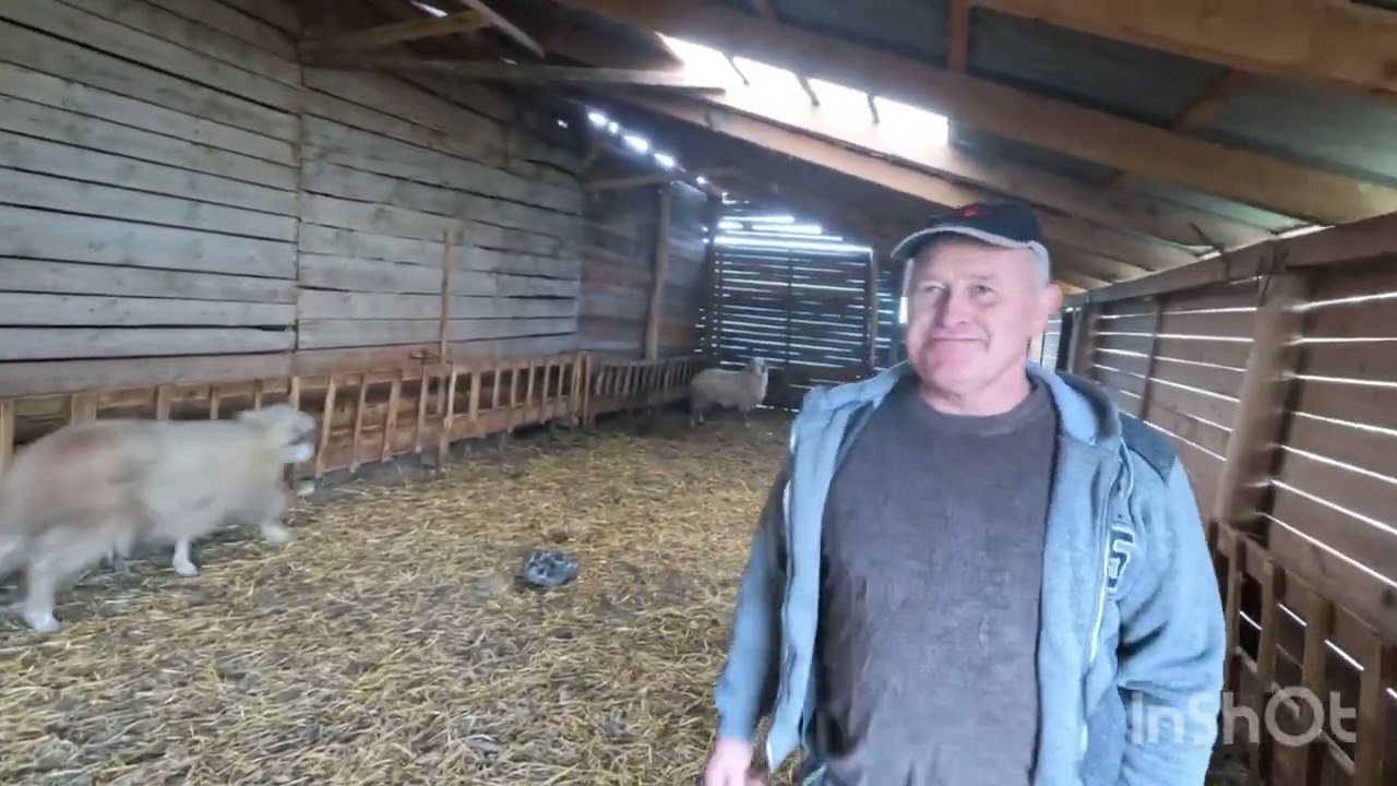 Fermă de Oi Bala a DL Sandor din Maiad .Mures
