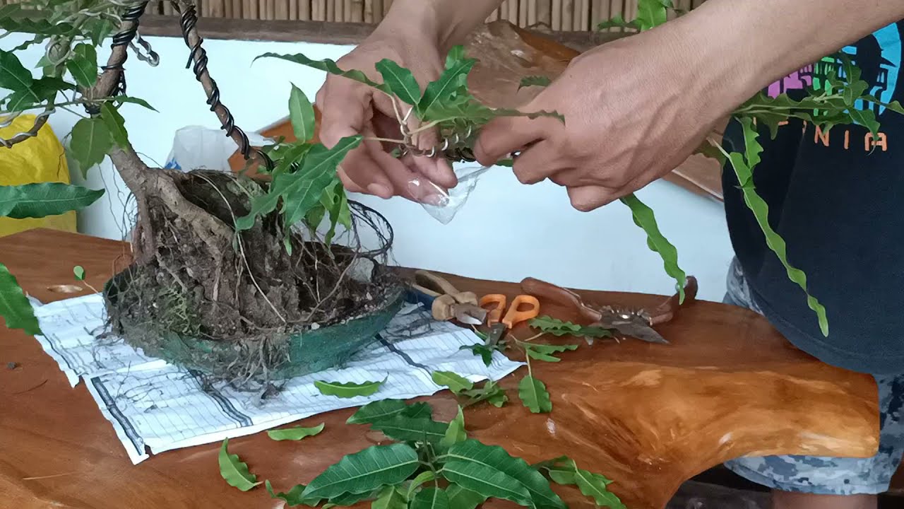Ficus Ali / Bonsai Wring