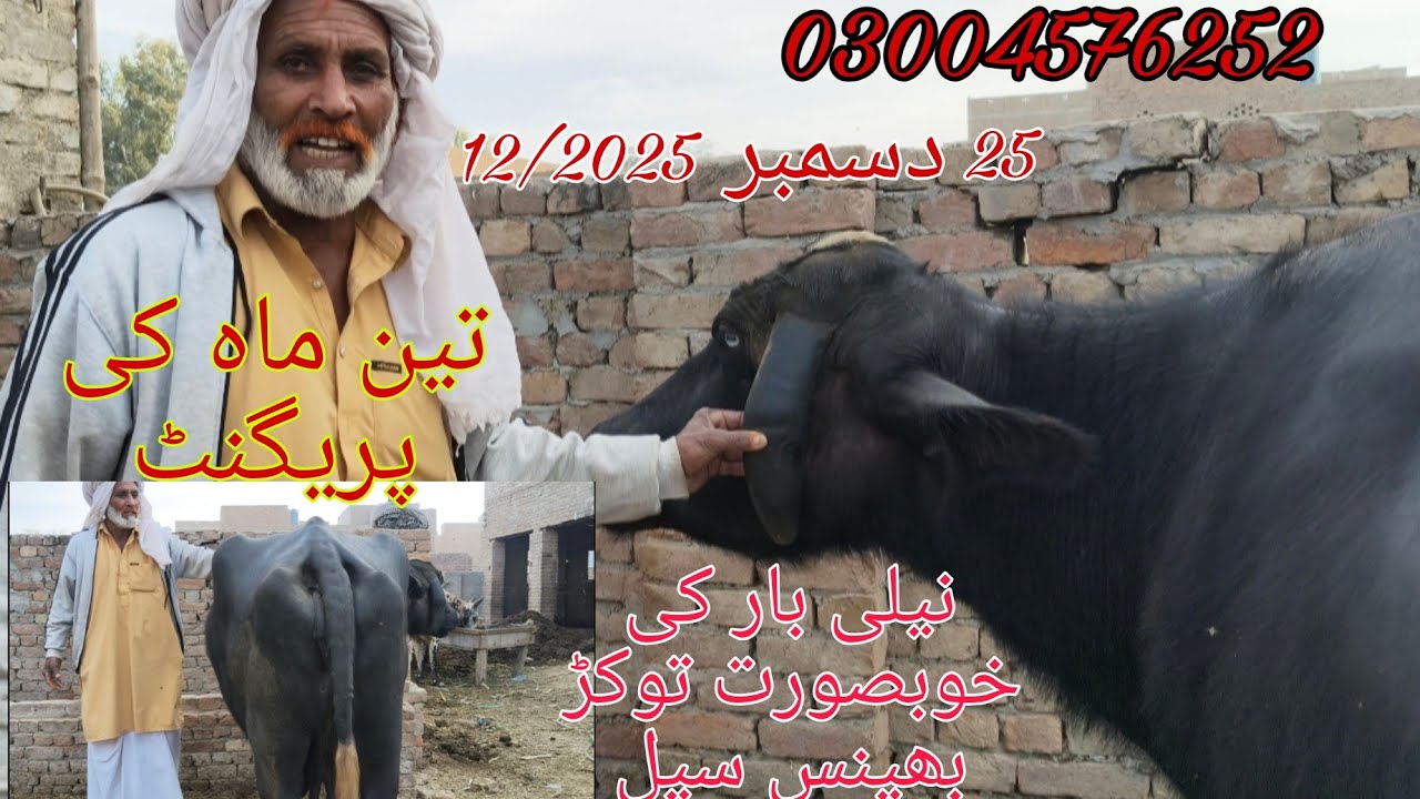 Neli bar ki top buffalo sale Okara Animal Tv 4 ماہ کی پریگننٹ/03004576252/25/12/2025