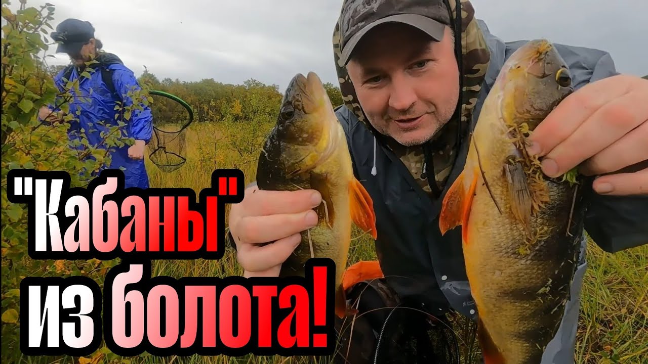 ОГРОМНЫЕ ОКУНИ на БОЛОТЕ клюют в ДОЖДЬ.