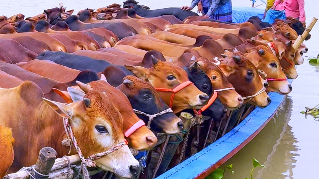 cow unloading, cow videos, cow video, animal, big cow, goru hamba cow, Ep- 317