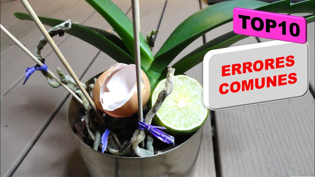 Top 10 | Peores Errores Comunes al Cultivar o Cuidar Orquideas en maceta en casa  #308
