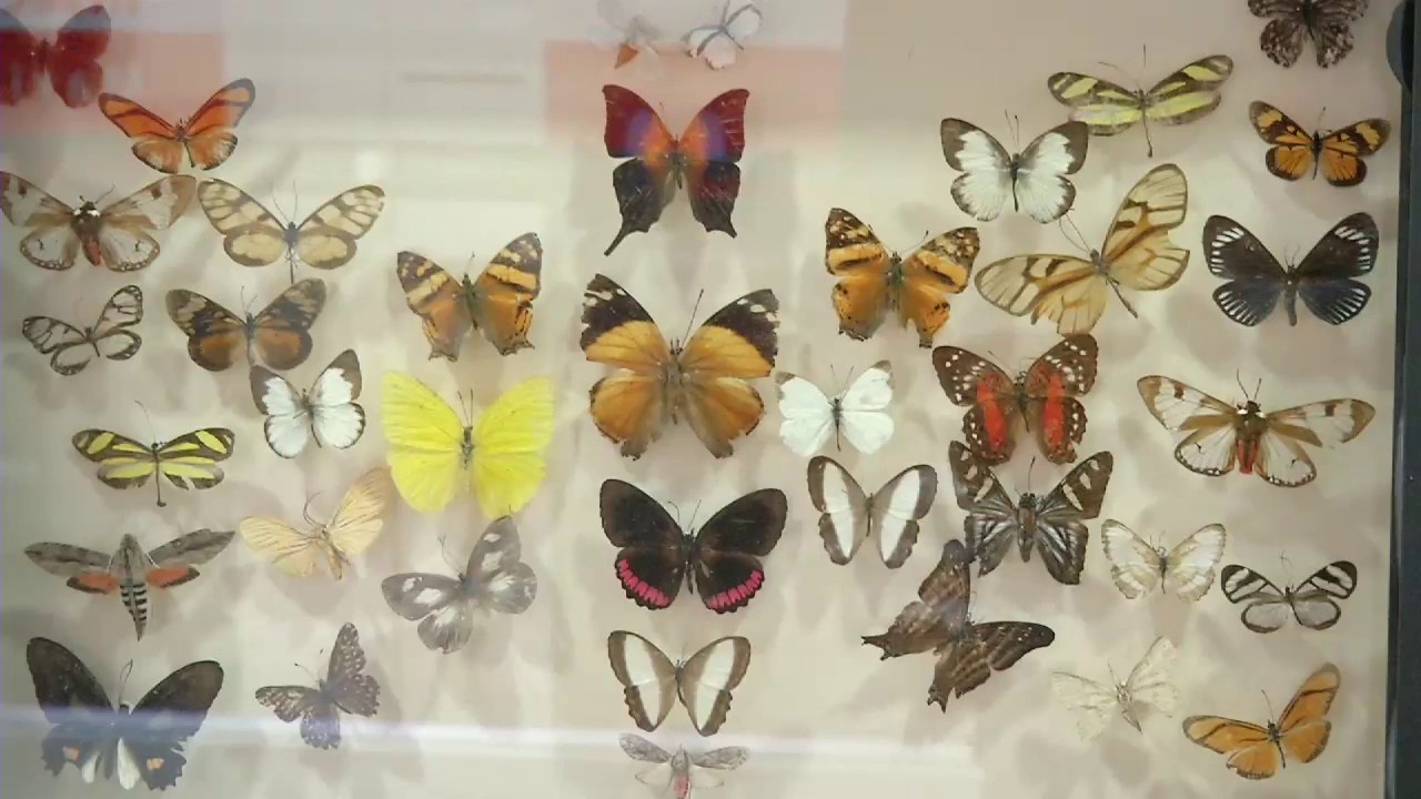 Agricultura al Día - Insectos útiles para el campo