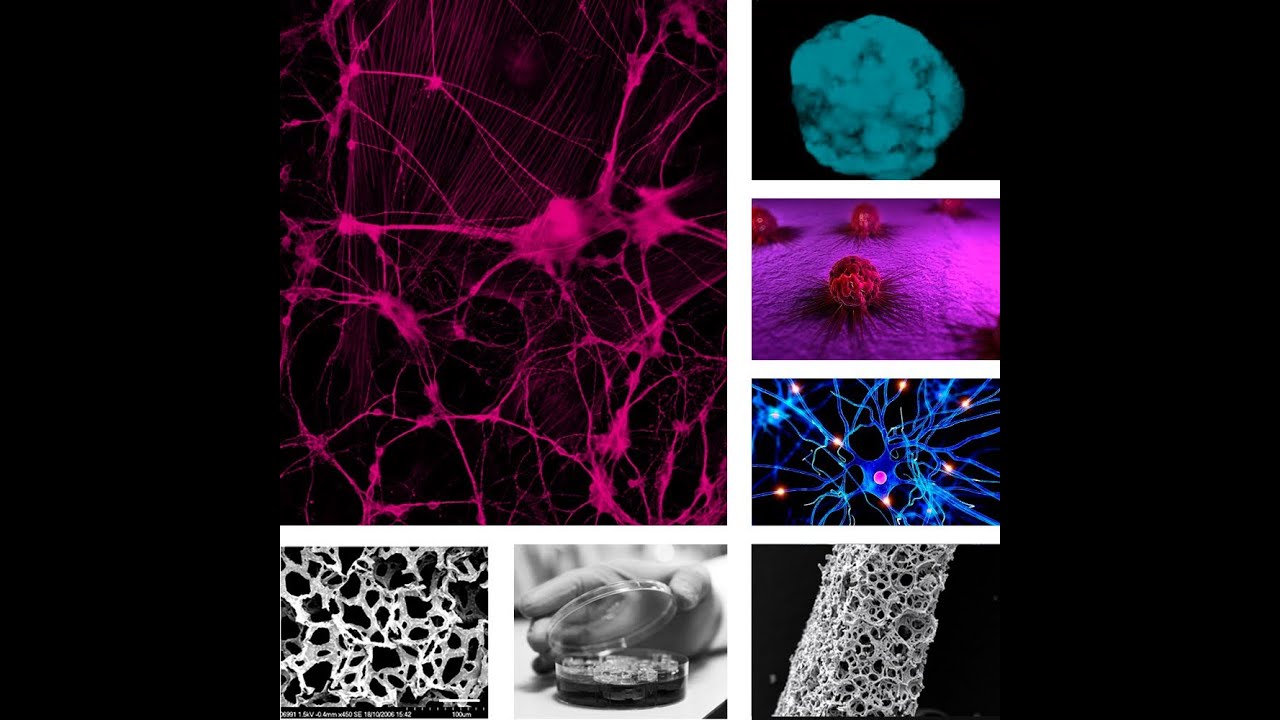 Webinar 2013: 3D Cell-Based Models for Regenerative Medicine and Drug Discovery