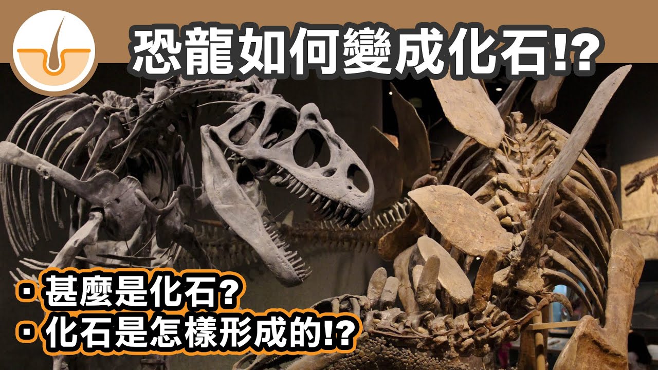 化石是怎樣形成？甚麼是化石？恐龍如何變成化石？(繁體中文字幕)