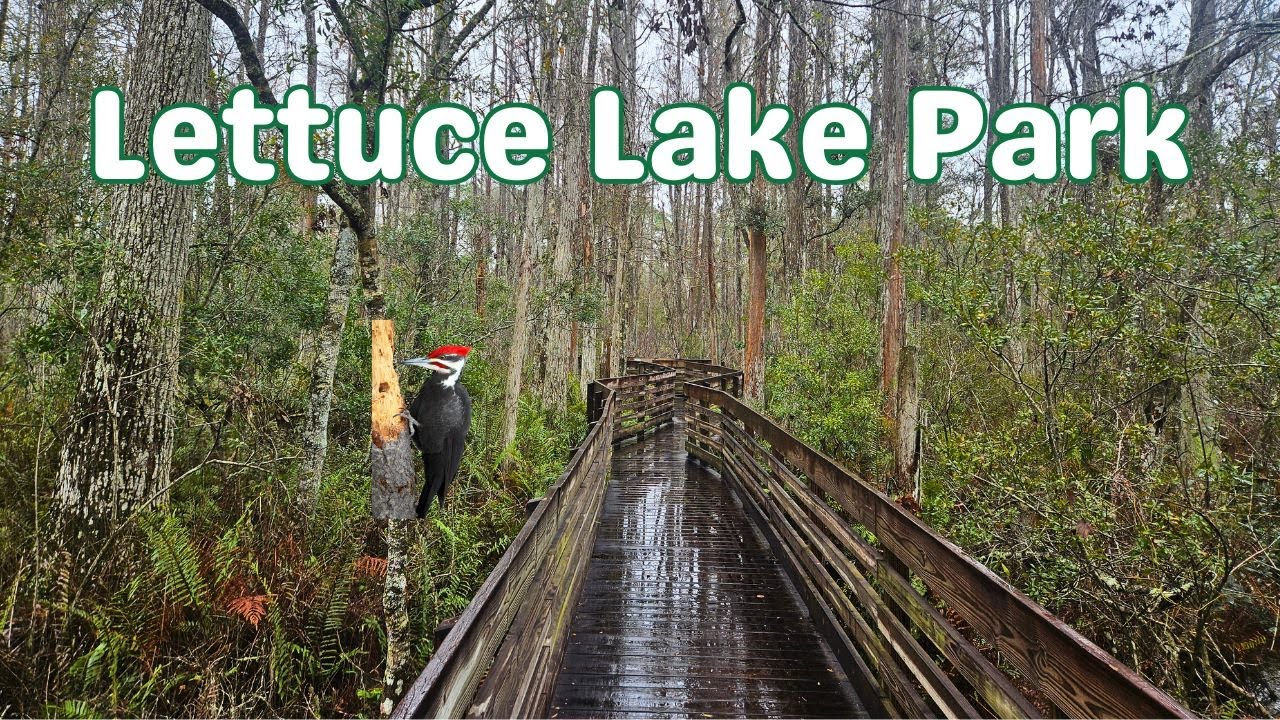 Cold and Rainy at Lettuce Lake Park | Hillsborough County Hiking Spree