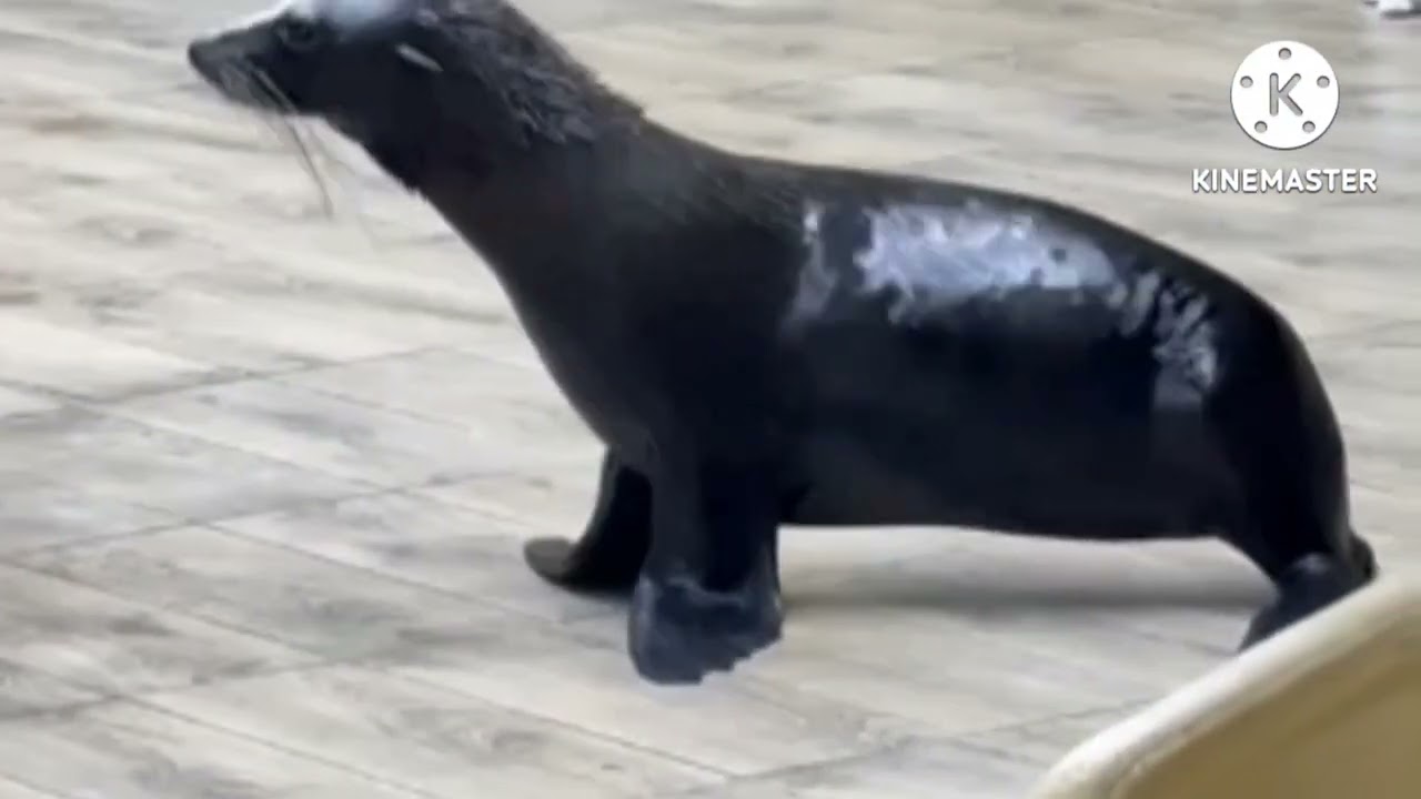 DOLPHIN VILLAGE DAMMAM 2025/SEALION SHOW, CIRCUS, WATER PARK