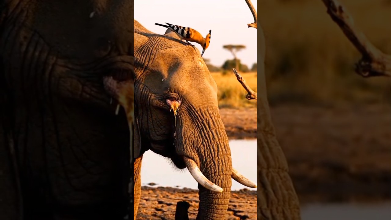 😱🐘🪱🐦&zwj;⬛The elephant is injured and the bird is helping it#elephant #injured #bird #help#viralshorts