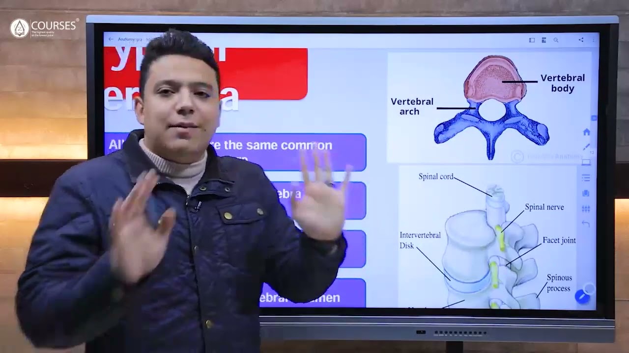 Practical Anatomy /Dr Hossam Slim / Vertebral column