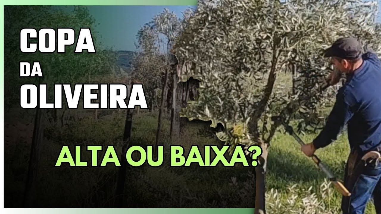 Как обрезать оливковое дерево, чтобы изменить низкую крону на высокую