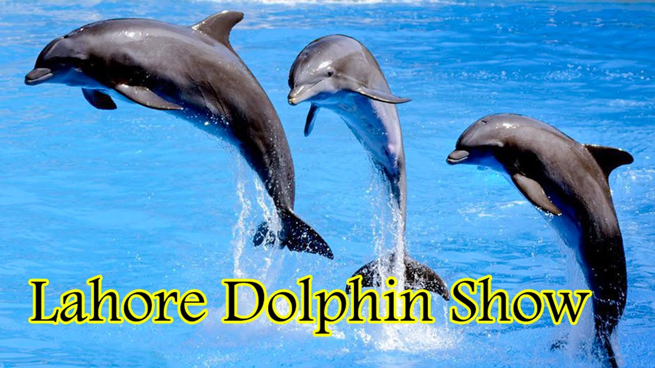 Lahore Dolphin Show | Vlog | Dolphin show | Sea Lion | Ahsan Arain