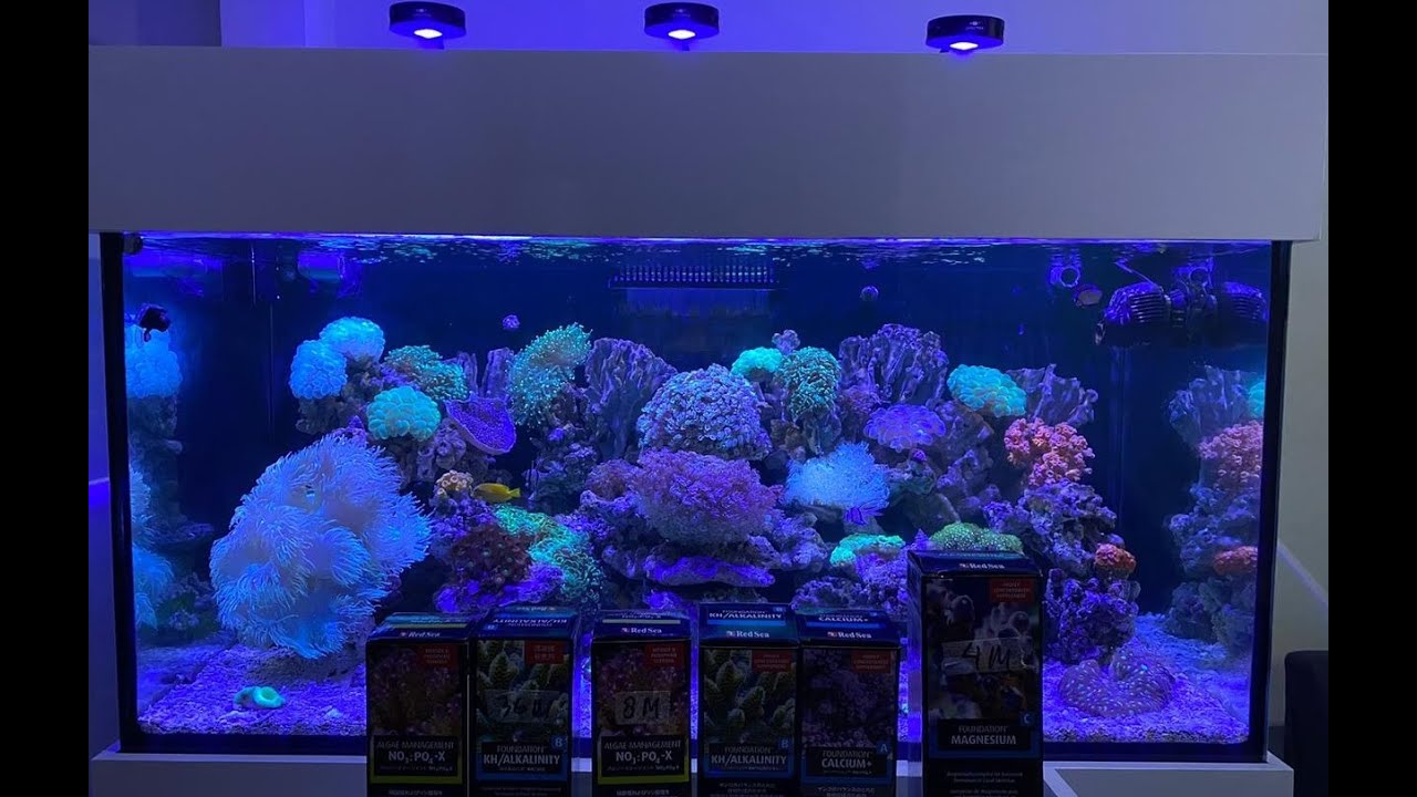 RUTINITAS DOSING HARIAN DI AQUARIUM AIR LAUT