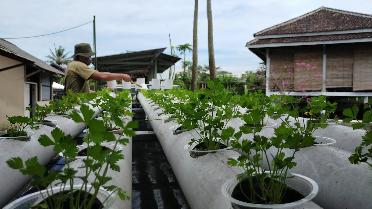akuaponik, Panen Ganda Ikan Lele dan Sayuran