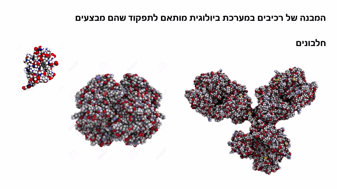 התאמה בין מבנה ותפקוד 1