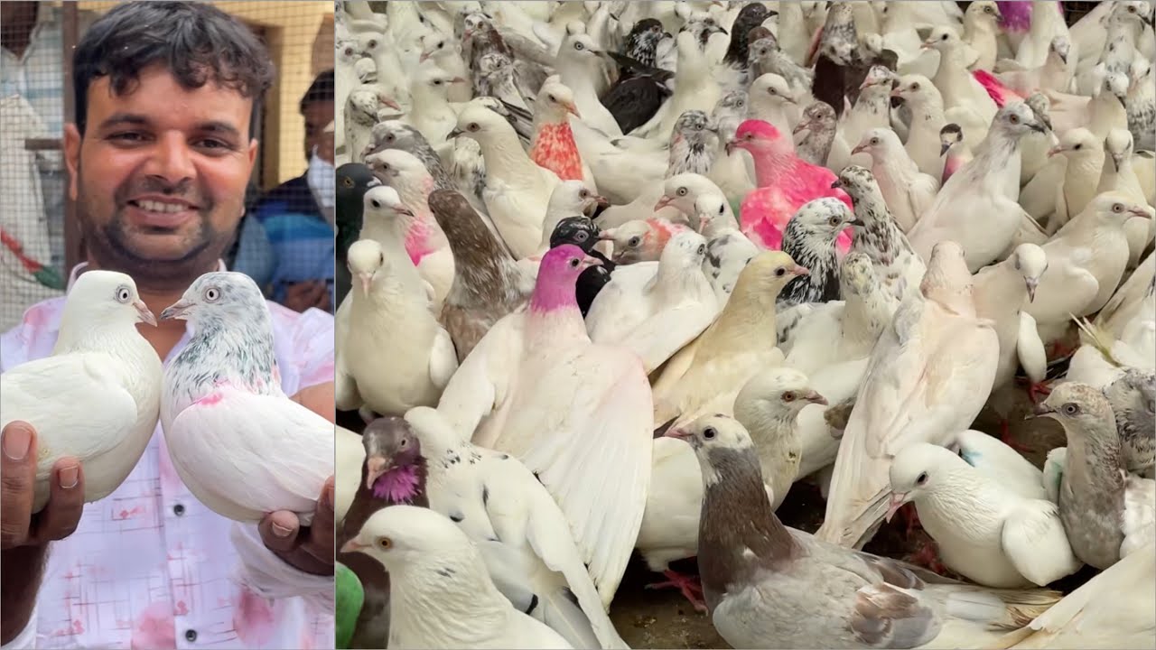 Shazad loni kabutar shop kabootar market loni sehzad pet shop Delhi white pigeons