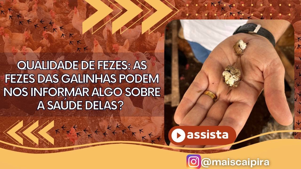 QUALIDADE DE FEZES: As fezes das galinhas podem nos informar algo sobre a saúde delas?