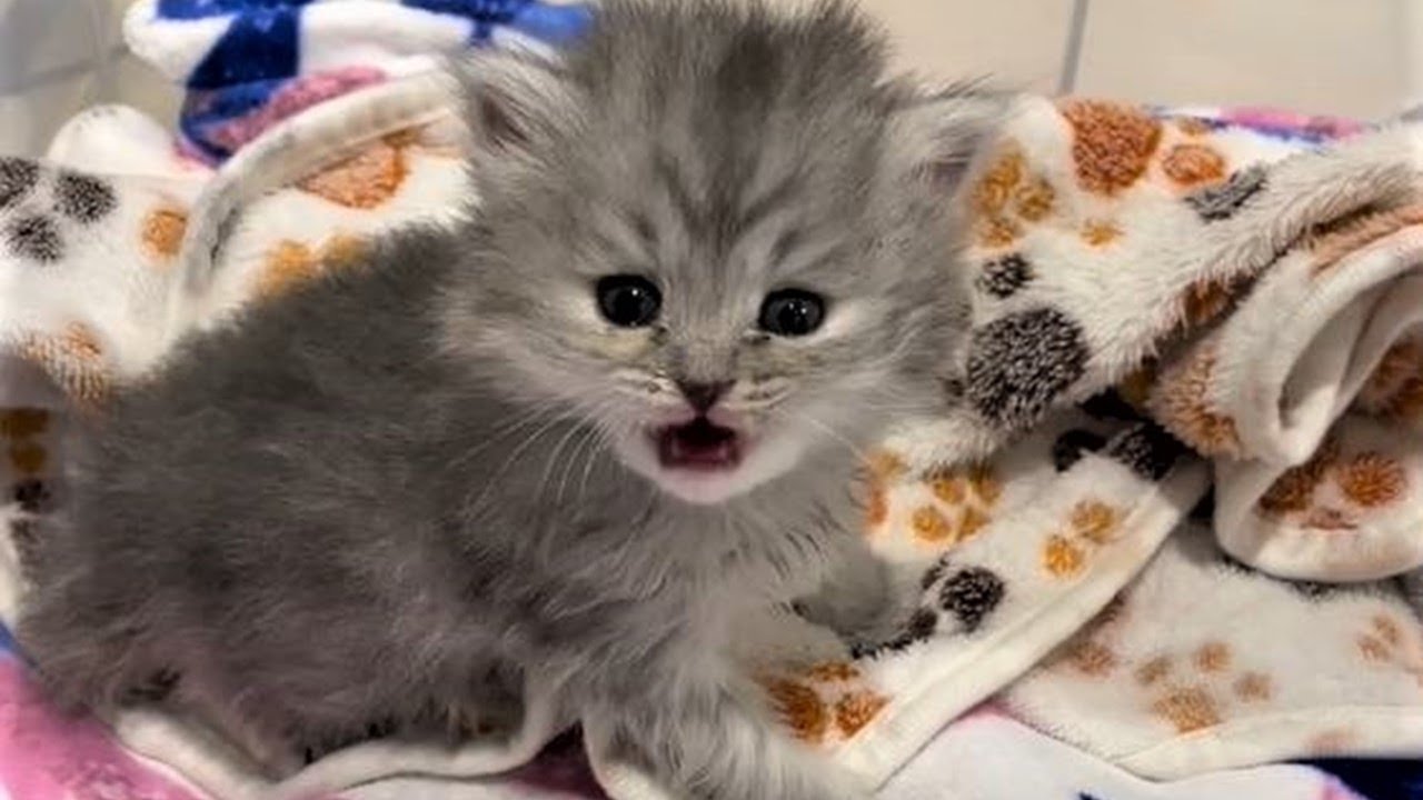 A tiny kitten who was dumped because of ringworm