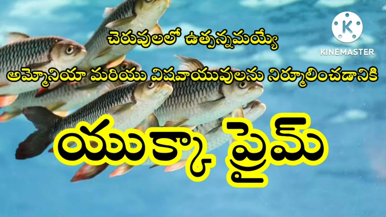 Aquaculture Products ## SR BIO PRODUCTS