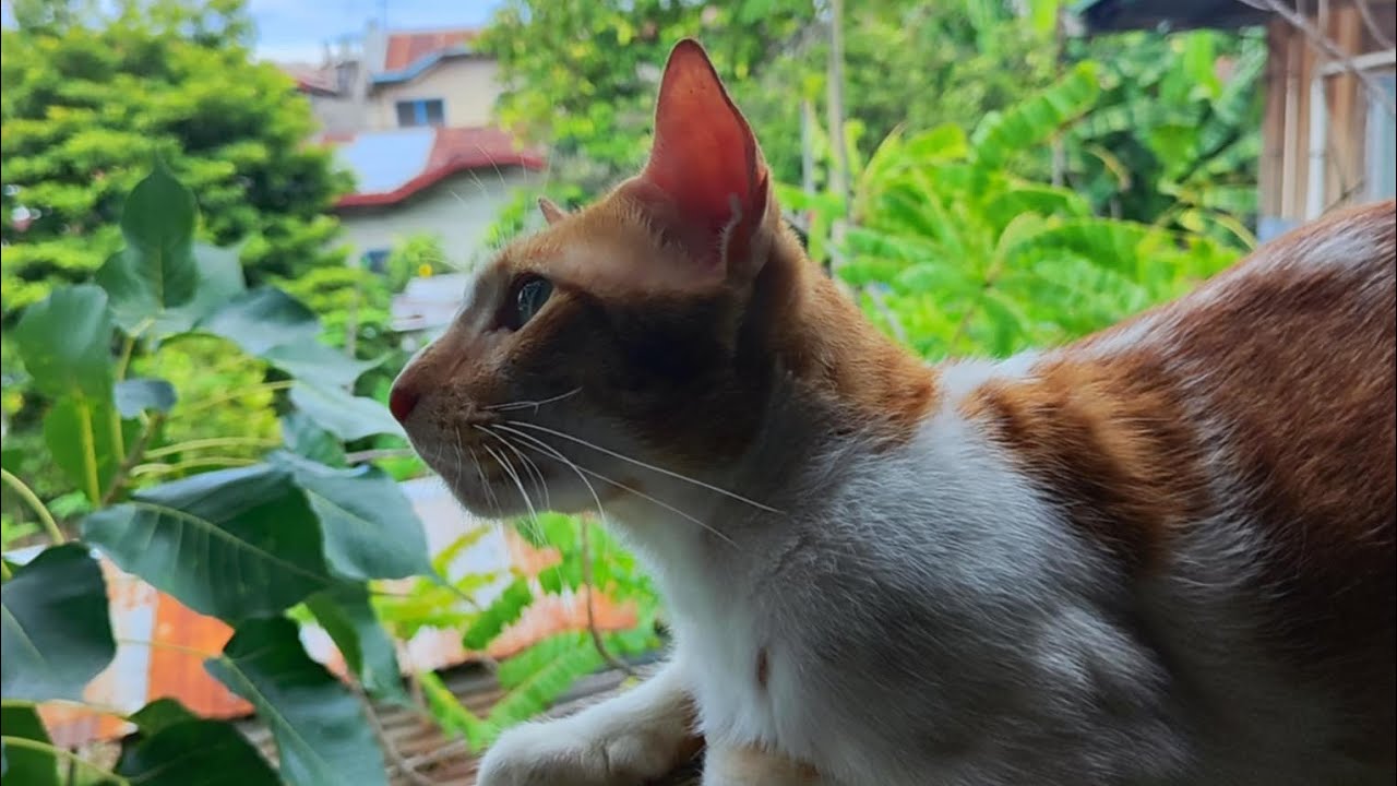 Fursian_Cat  Sunday Meowments