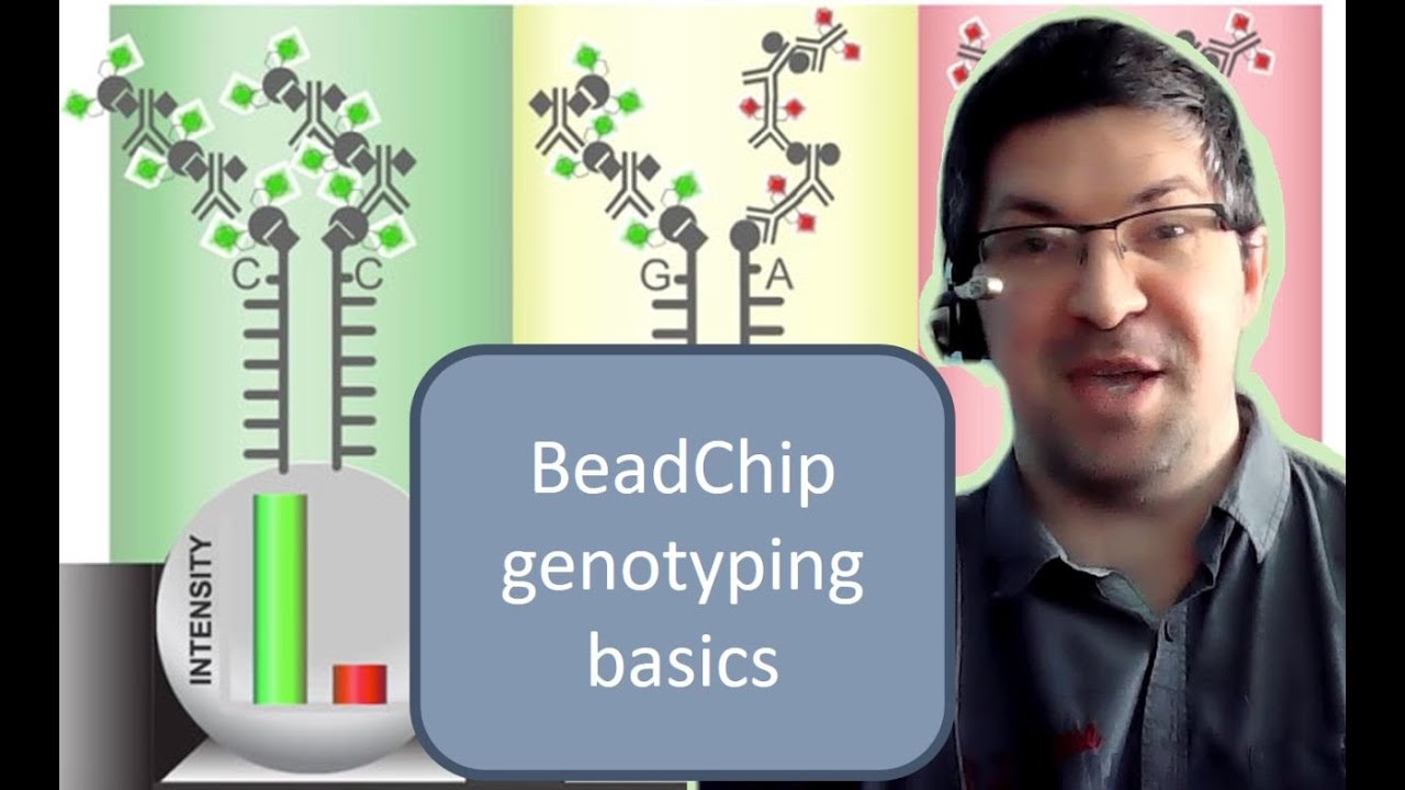 Генотипы Illumina BeadChip &mdash; основы
