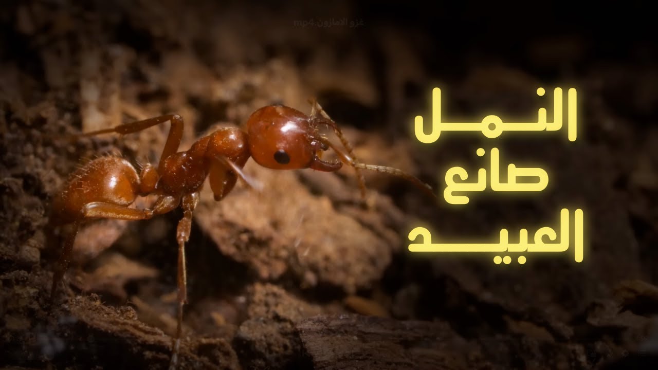 هل النمل طيب ولا شرير؟ .. (النمل المستعبد)