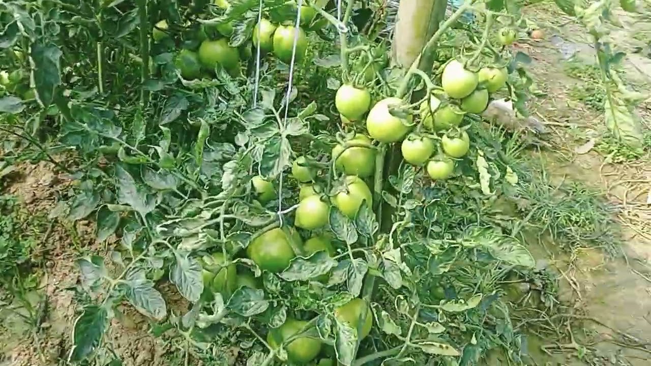 Desi tmater टमाटर की खेती #farming #explorepage #farming 
