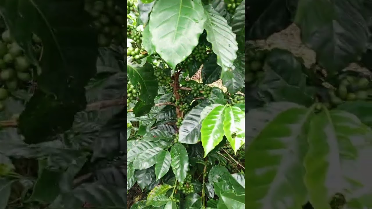 Demostración de producción en café, con variedades mejoradas para Colombia.