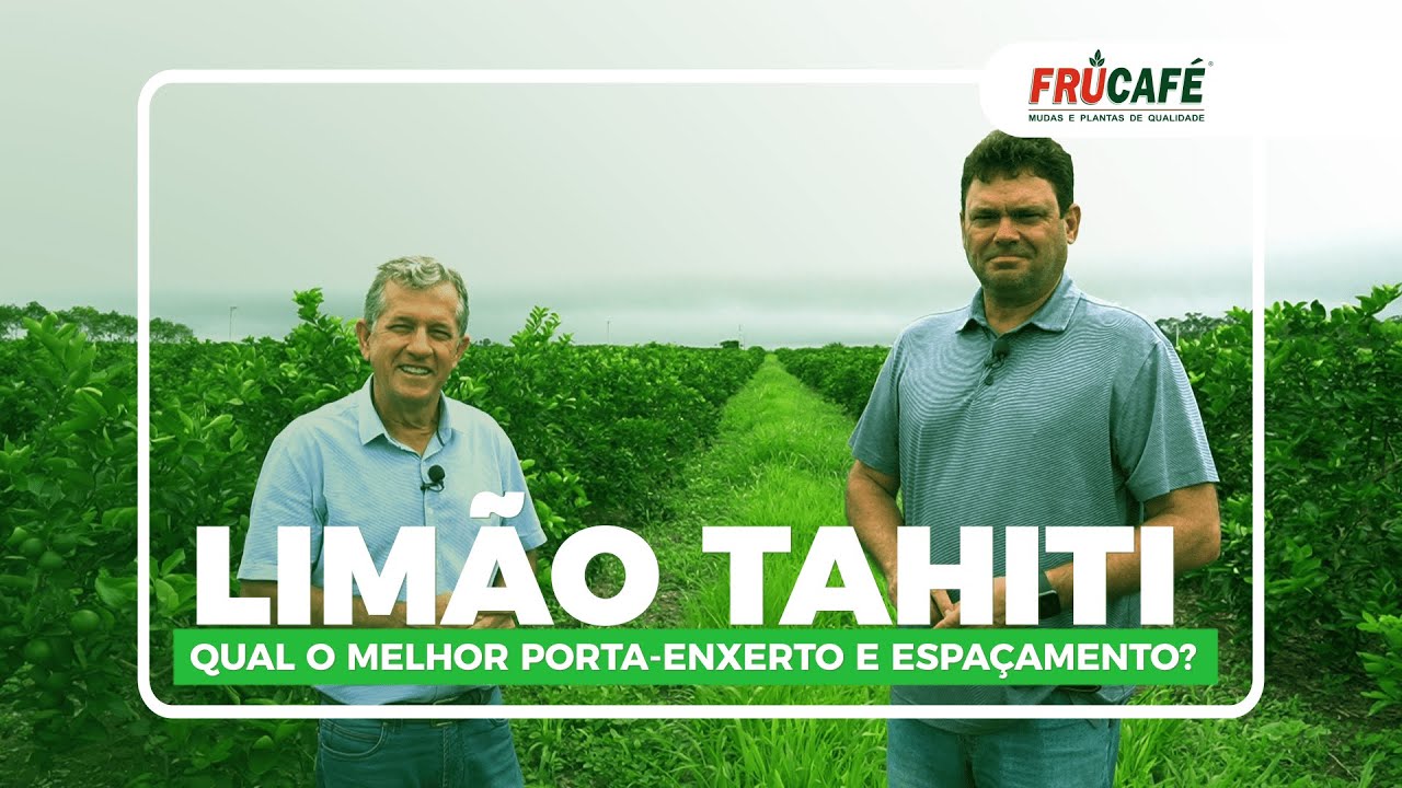 Qual é o Melhor Porta-enxerto para o Limão Tahiti e o Melhor Espaçamento?