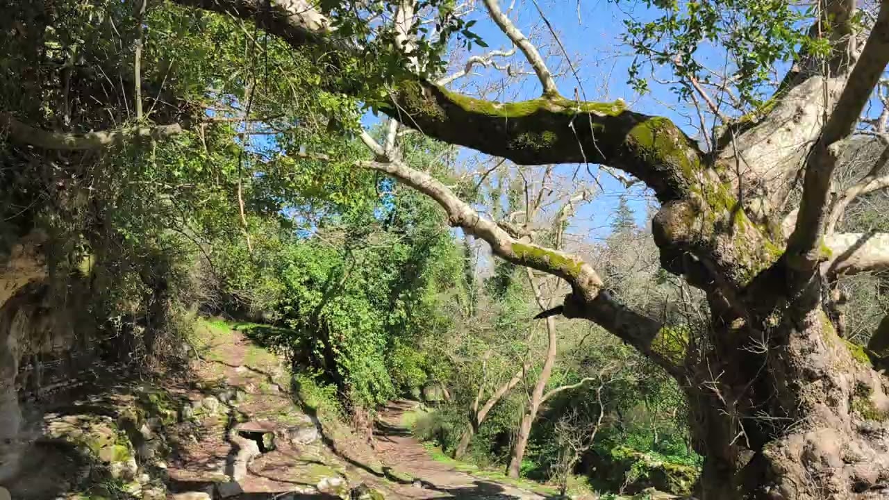 Ancient Lappa Αρχαία Λάππα πλάτανος. Five virgins, nature.