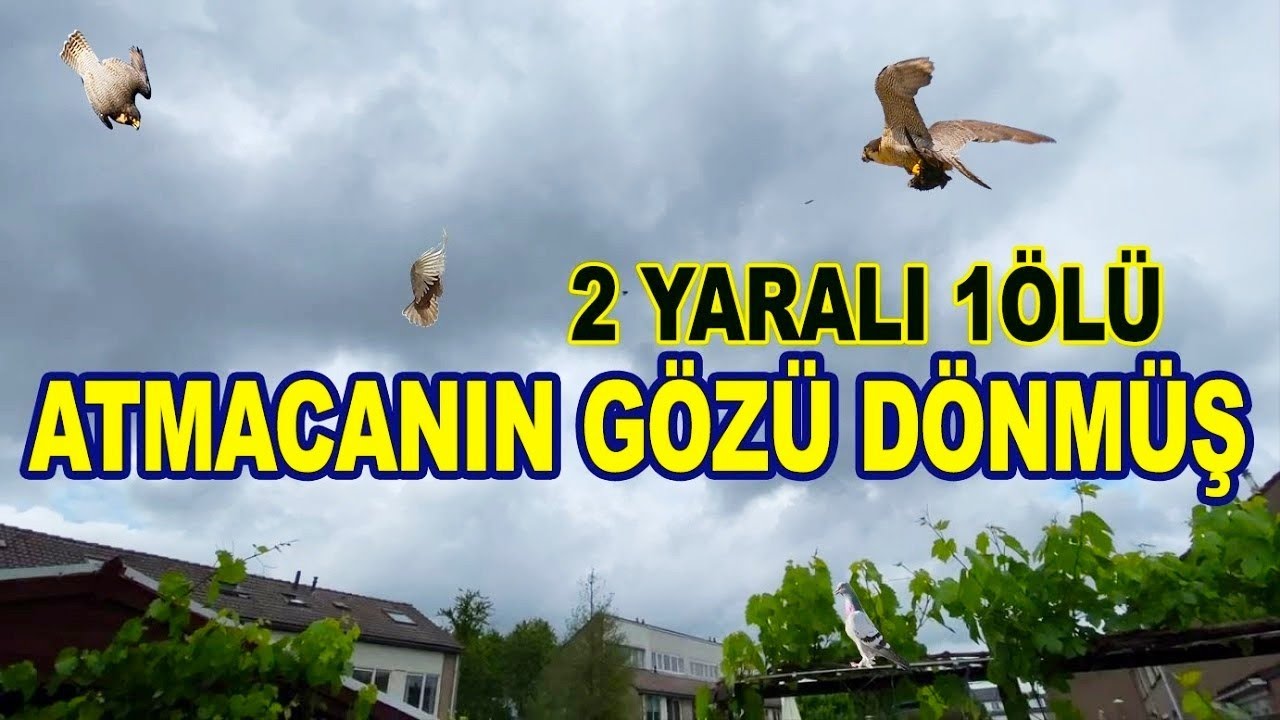 G&Ouml;Z&Uuml; D&Ouml;NM&Uuml;Ş ATMACA G&Uuml;VERCİNİ ALANA KADAR SALDIRDI 2 YARALI 1 KAYIP hawk Falcom  atackked