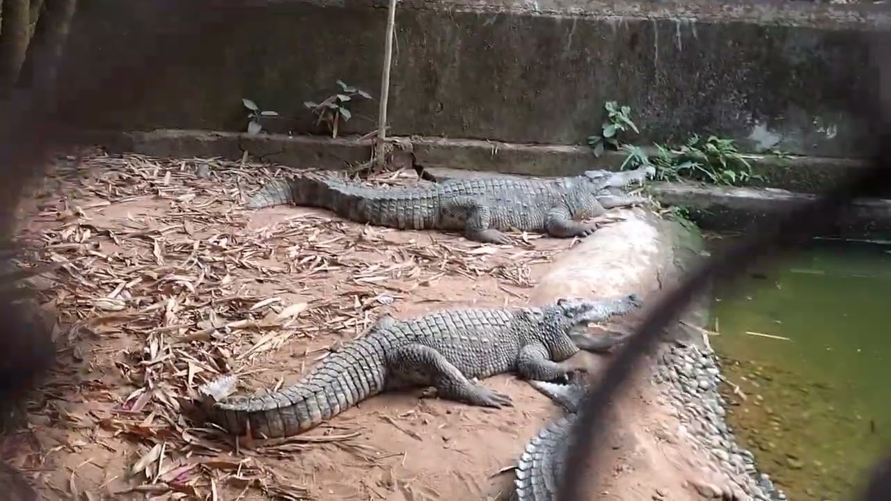 Nandankanan zoological park part 1